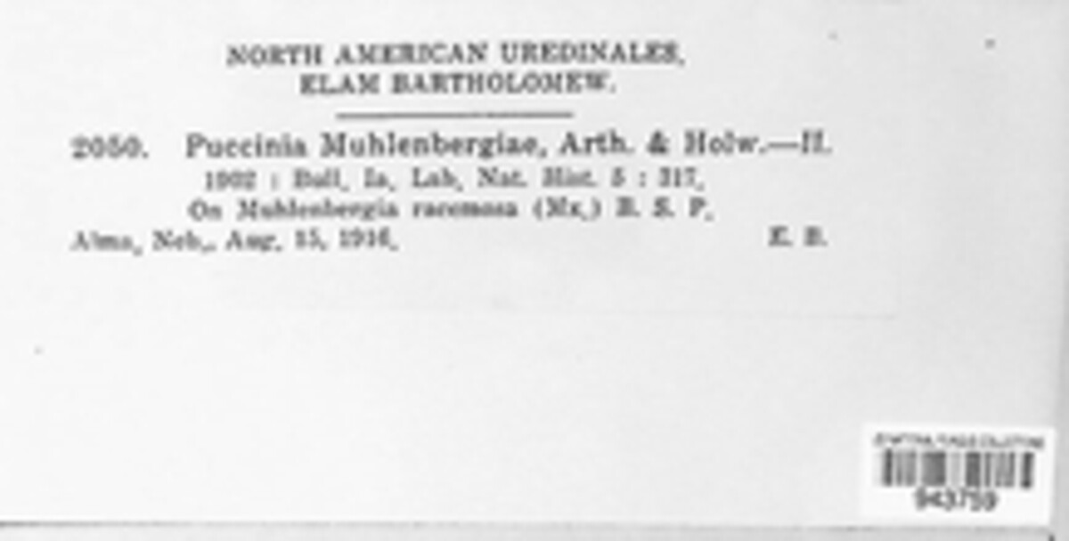 Tilletia muhlenbergiae image